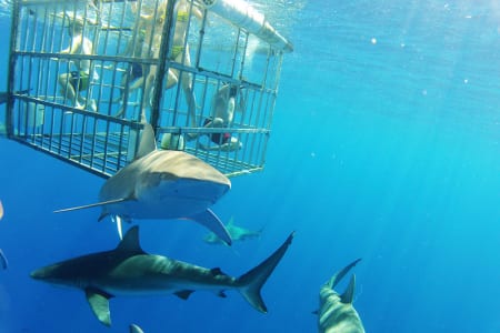 Sharkcage2