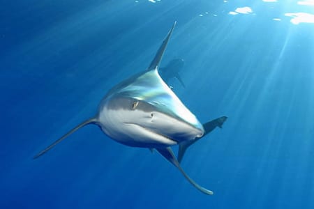 shark pic 7