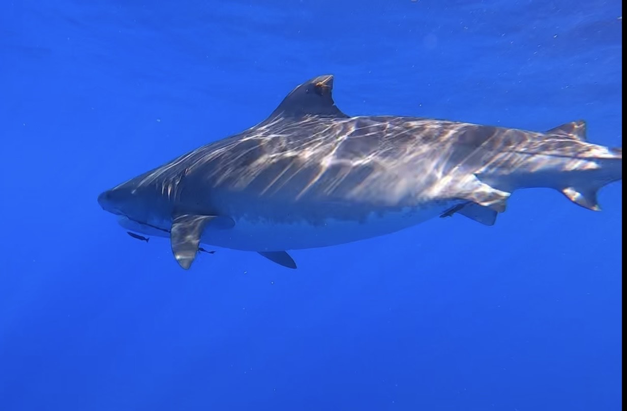 珍しいサメ目撃 | ノースショア シャーク アドベンチャーズ